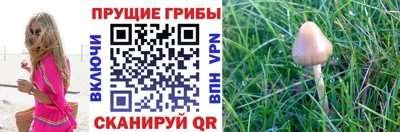 Купить где  Усинск  Галлюциногенные грибы GOLDEN TEACHER 